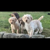 Labradoodle - Both