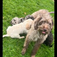 Labradoodle - Both