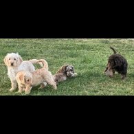 Labradoodle - Both