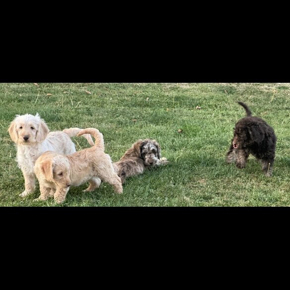 Labradoodle - Both