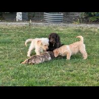 Labradoodle - Both
