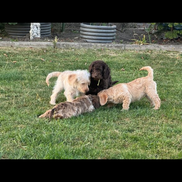 Labradoodle - Both