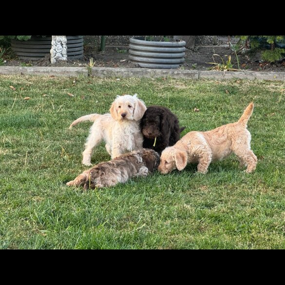 Labradoodle - Both