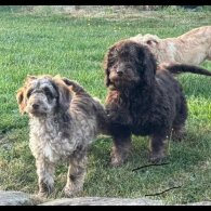 Labradoodle - Both
