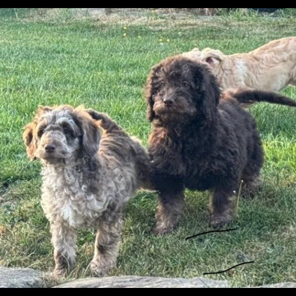 Labradoodle - Both