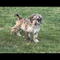 Labradoodle - Both