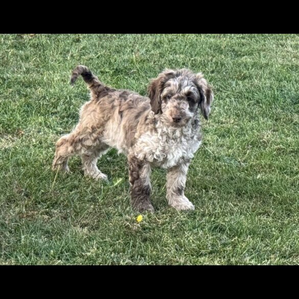Labradoodle - Both