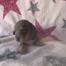 Dachshund (Standard &amp; Miniature) - Both