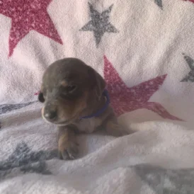 Dachshund (Standard &amp; Miniature) - Both