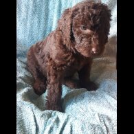 Labradoodle - Both