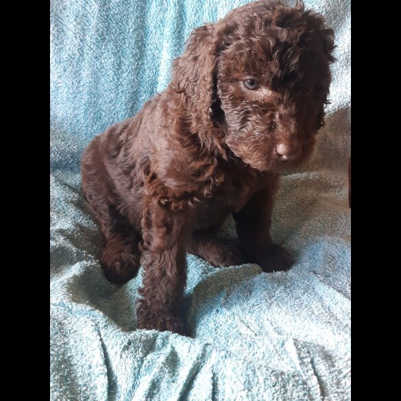 Labradoodle - Both