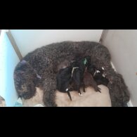 Labradoodle - Both