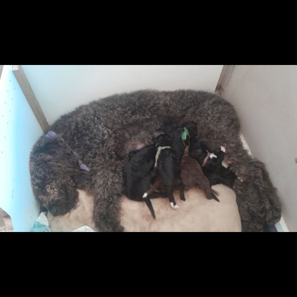 Labradoodle - Both