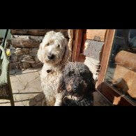 Labradoodle - Both