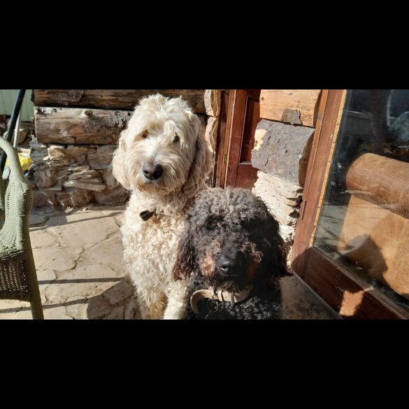 Labradoodle - Both