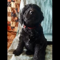 Labradoodle - Both