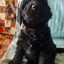 Labradoodle - Both