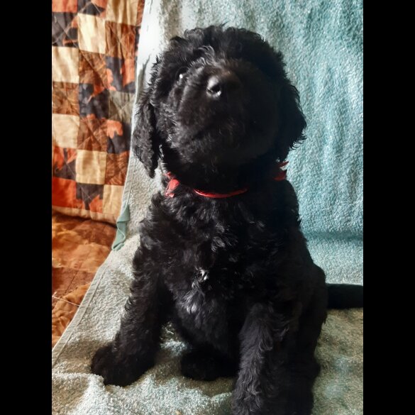 Labradoodle - Both