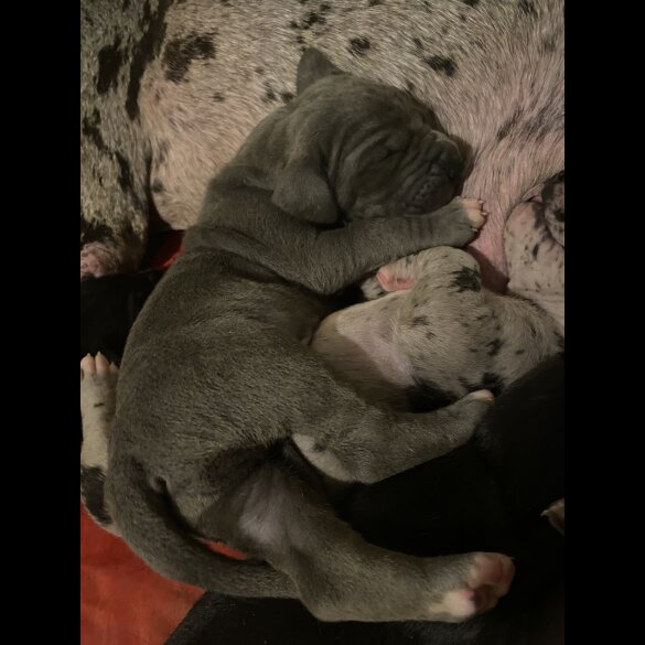 Great Dane - Both