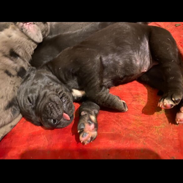 Great Dane - Both