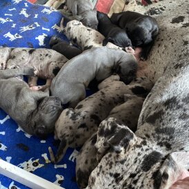 Great Dane - Both