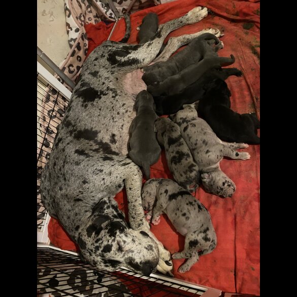 Great Dane - Both
