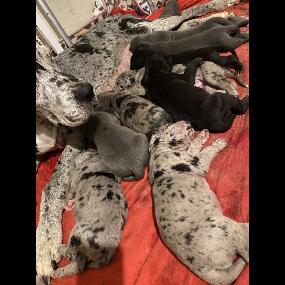 Great Dane - Both