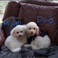 Poochon - Both