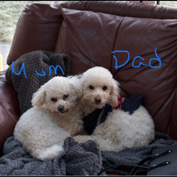 Poochon - Both