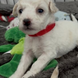 Poochon - Both