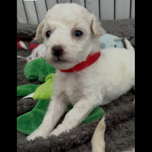 Poochon - Both