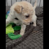 Poochon - Both