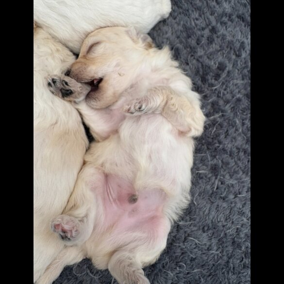Poochon - Both