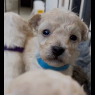 Poochon - Both