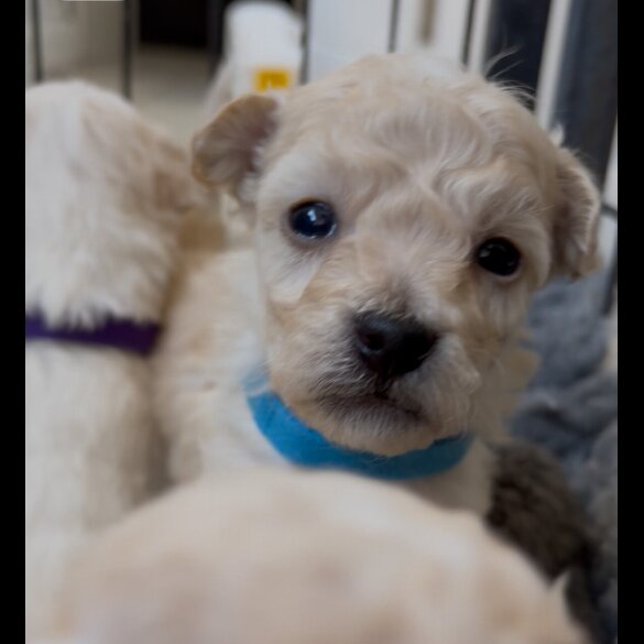 Poochon - Both