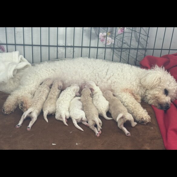 Poochon - Both
