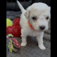 Poochon - Both