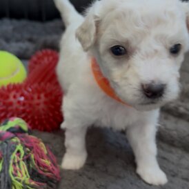 Poochon - Both