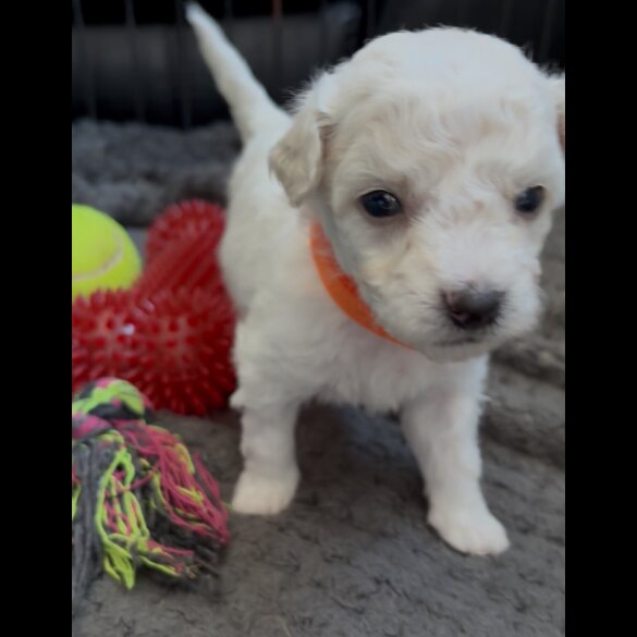 Poochon - Both