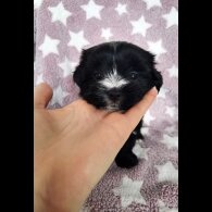 Yorkshire Terrier - Both
