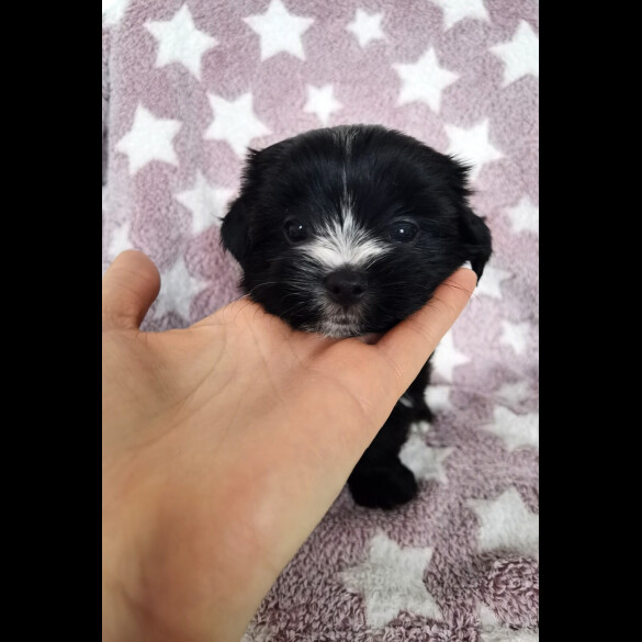 Yorkshire Terrier - Both