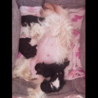 Yorkshire Terrier - Both
