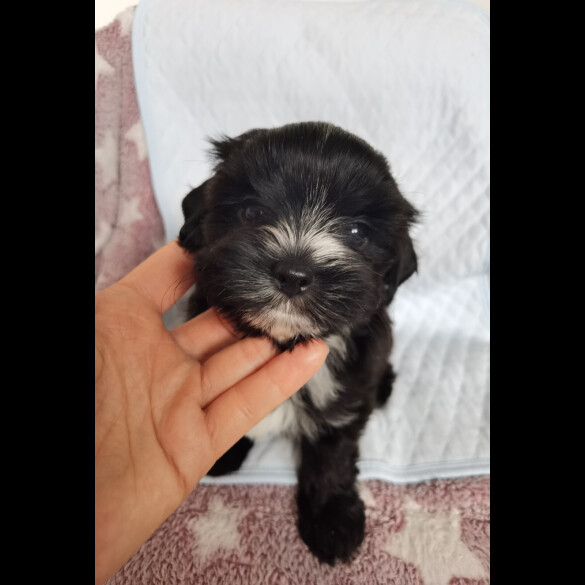 Yorkshire Terrier - Both