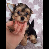 Yorkshire Terrier - Both