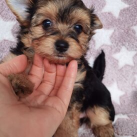Yorkshire Terrier - Both