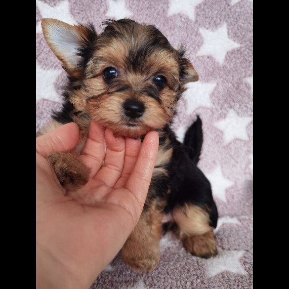 Yorkshire Terrier - Both