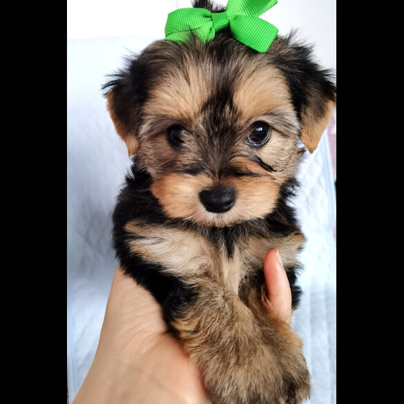 Yorkshire Terrier - Both