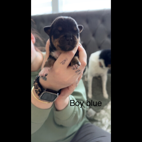 Mixed Breed - Both