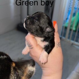 Mixed Breed - Both
