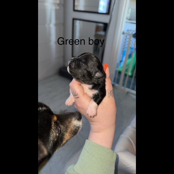Mixed Breed - Both